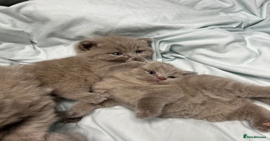 British Shorthair cats - Advert 4