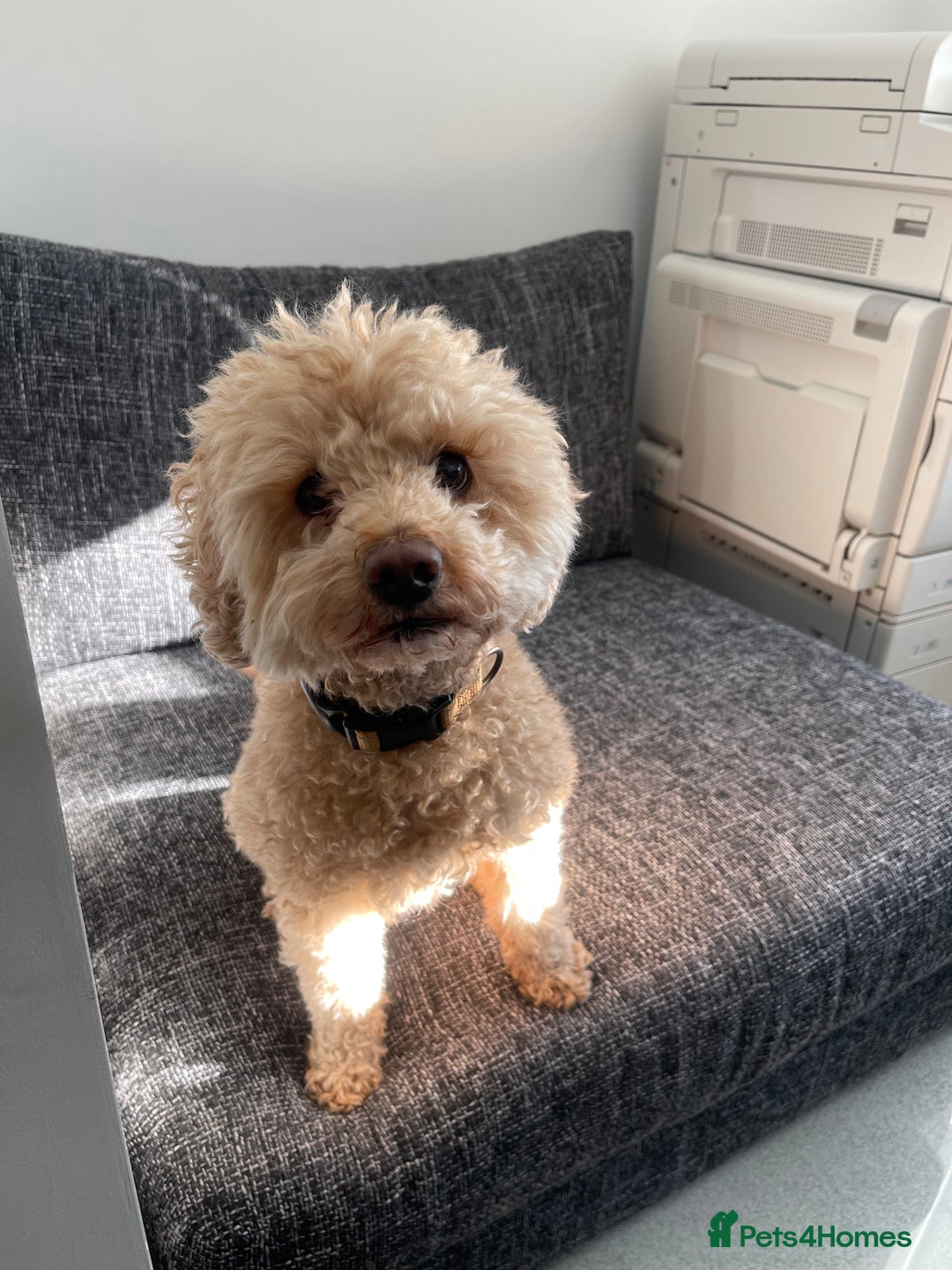 Poochon dogs for sale: Miniature Poochon puppies ready mid February - Advert 15