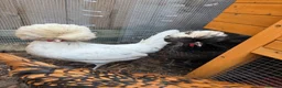 Chickens poultry for sale: Polish Bantams x3 laying in Sutton-in-Ashfield - Advert 2
