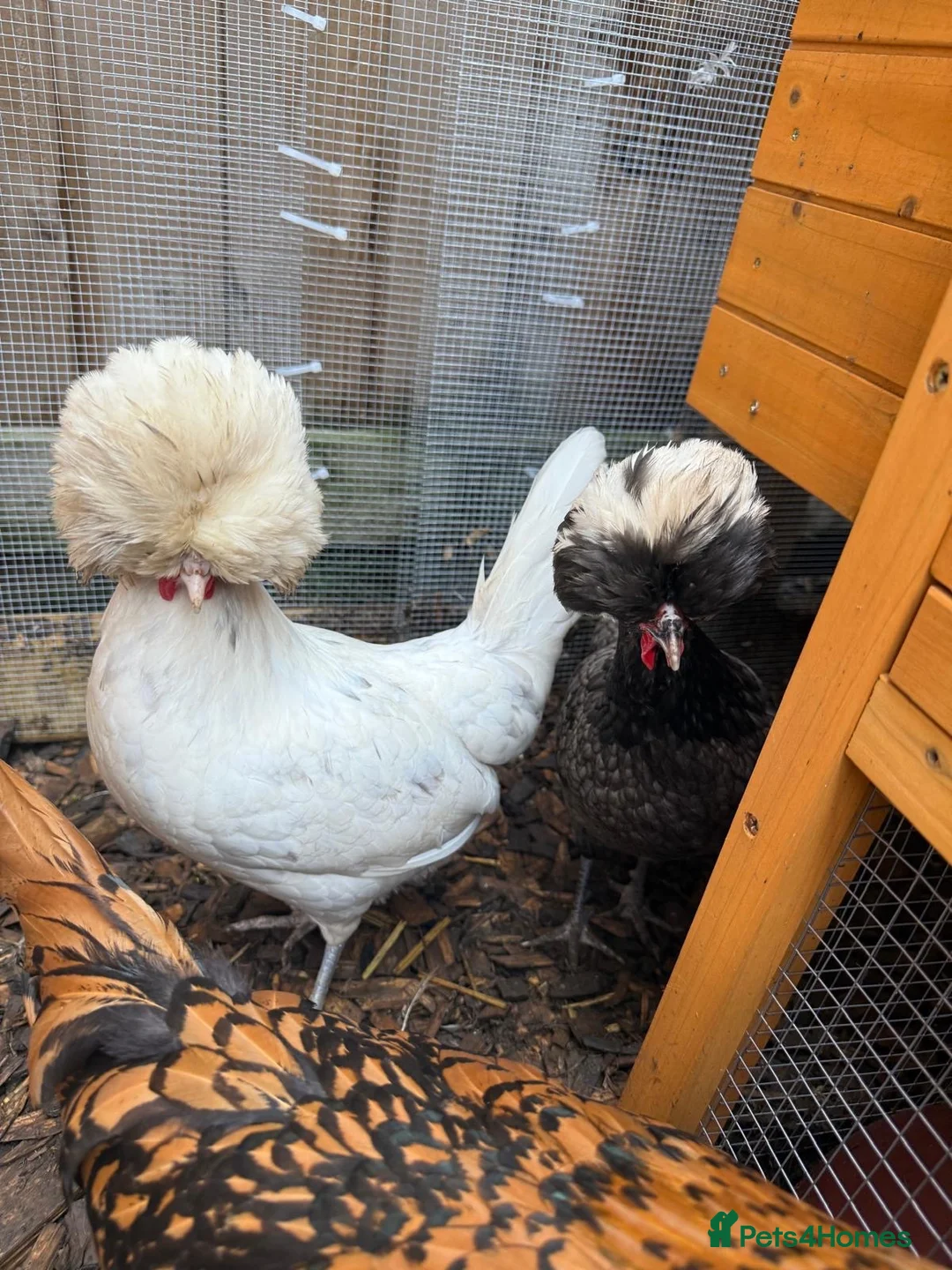 Chickens poultry for sale: Polish Bantams x3 laying in Sutton-in-Ashfield - Advert 2