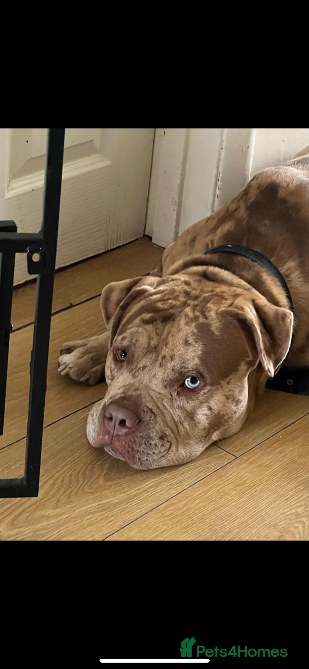 Mixed Breed dogs for sale: American Bully 4 Years Rehome  - Advert 5