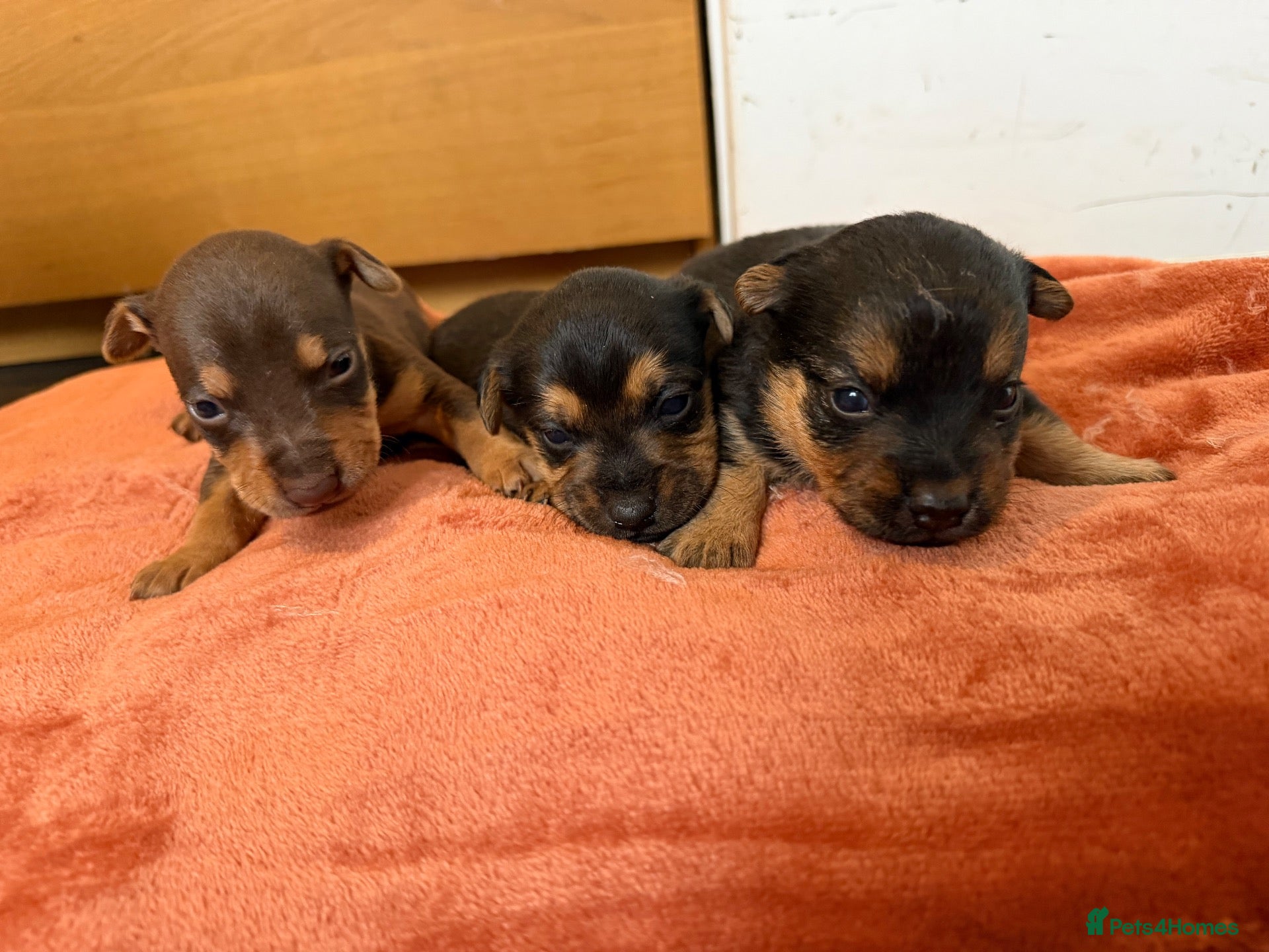 Mixed Breed dogs for sale: Terrier x jack Russell pups - Advert 2