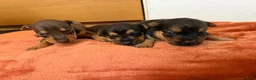 Mixed Breed dogs for sale: Terrier x jack Russell pups - Advert 1