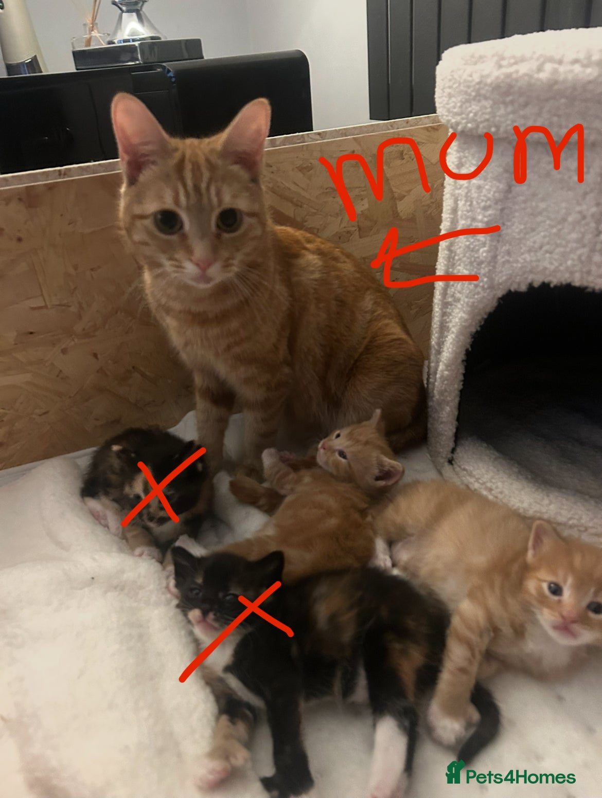 Turkish Angora cats 2 Male Ginger Turkish Angora Kittens 8 weeks old - Advert 8