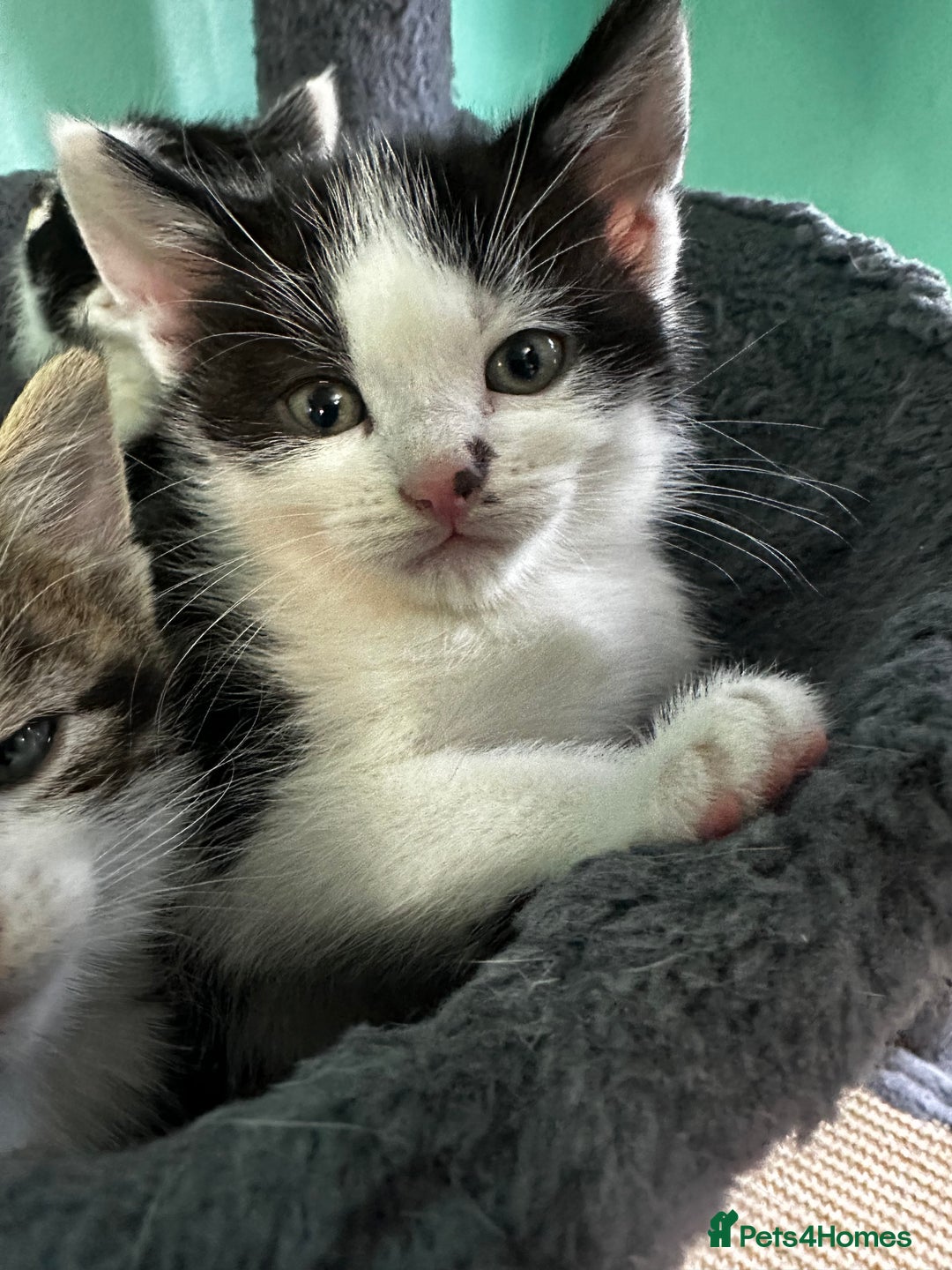Mixed Breed cats for sale: Adorable Family-Raised Kittens 🐱  - Advert 3