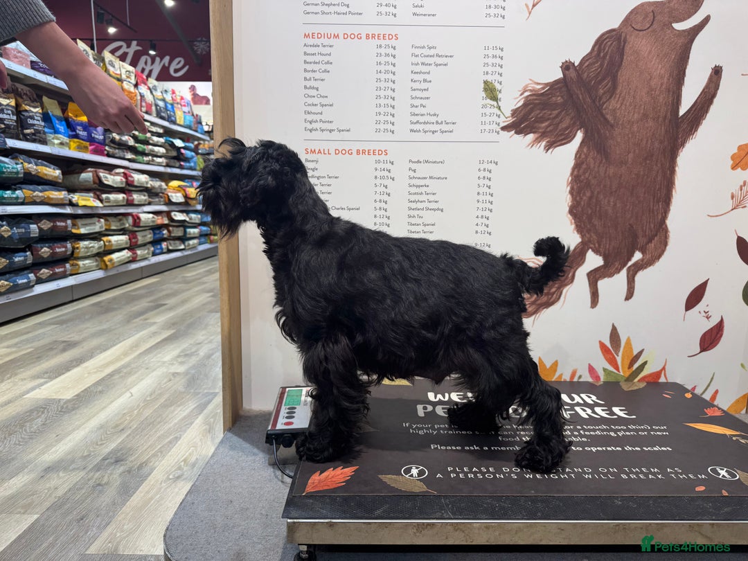 Miniature Schnauzer dogs for sale: Black Miniature Schnauzer Puppies  - Advert 5