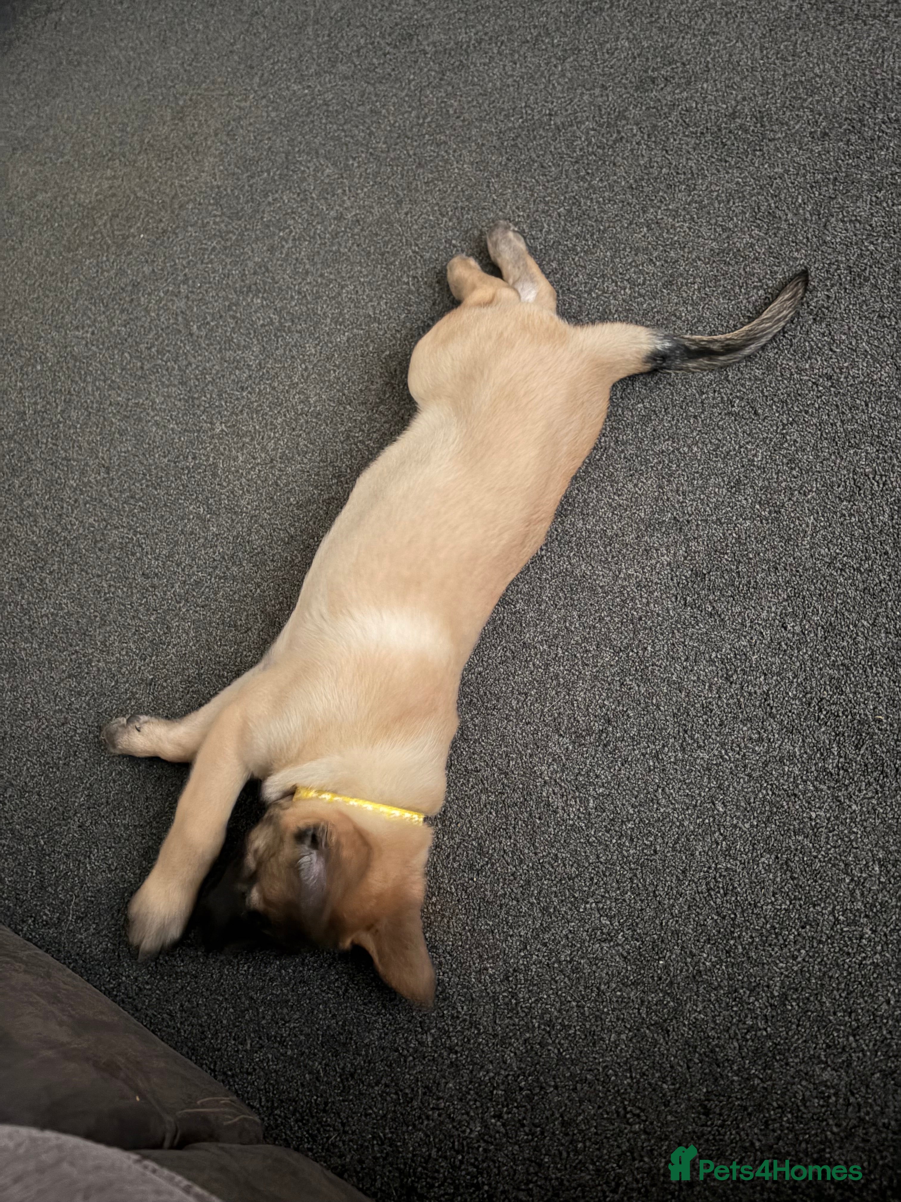 Mixed Breed dogs Ready now -Belgium Malinois x Dutch Herder Puppy  - Advert 1