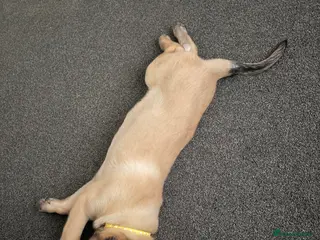 Mixed Breed dogs Ready now -Belgium Malinois x Dutch Herder Puppy - Advert 1