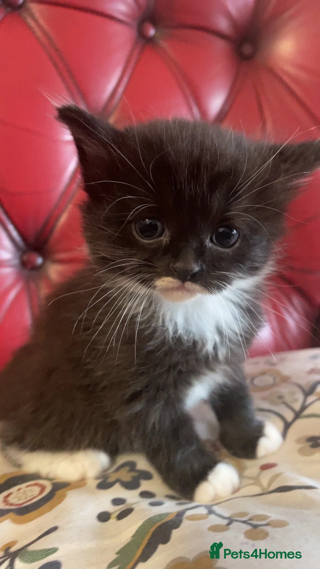 Mixed Breed cats for sale: 4 mixed breed kittens - Advert 2