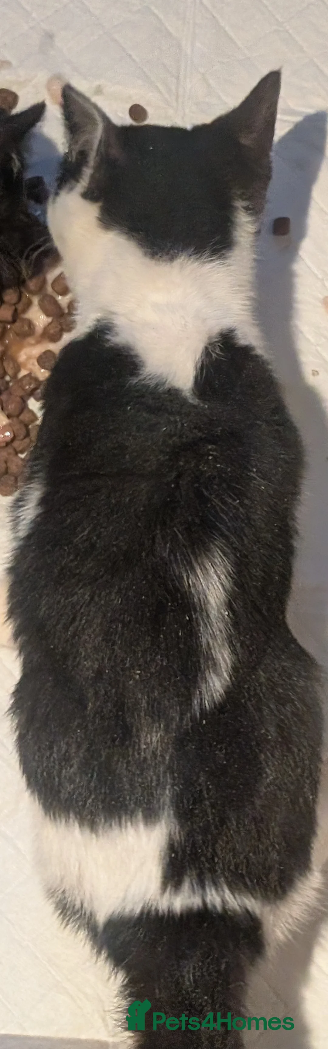 Mixed Breed cats for sale: Gorgeous 2 little girls  - Advert 2