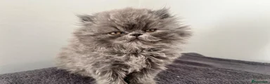 Teddy 