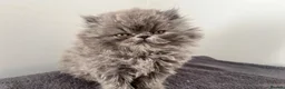Persian cats for sale: Registered Persian Kittens – Blue & Red - Advert 7