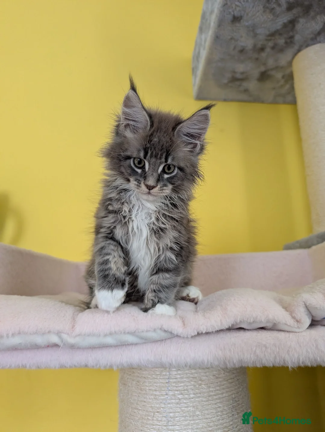 Maine Coon cats for sale: TICA Registered Maine Coon Kittens  - Advert 2