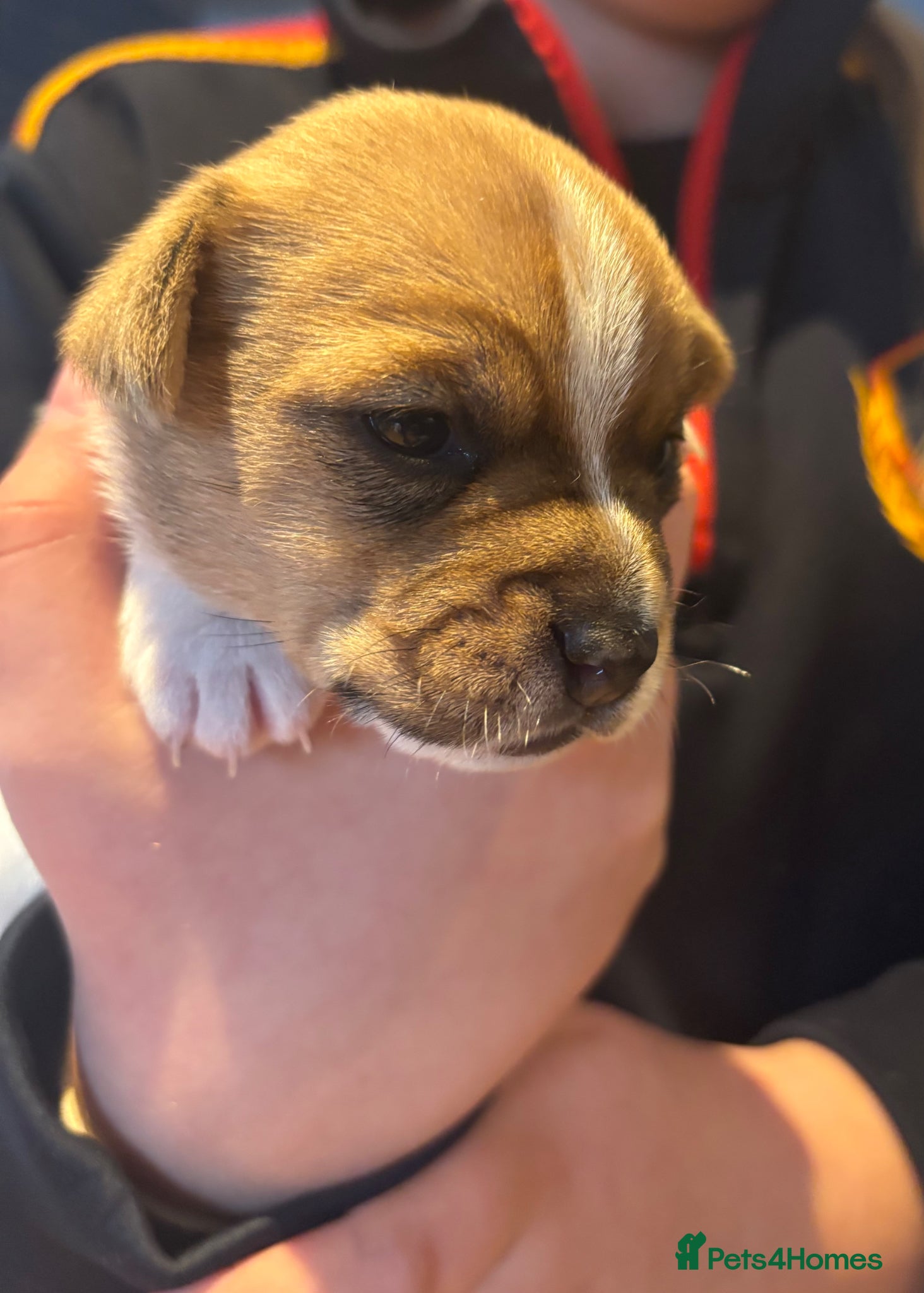 Jack Russell dogs for sale: Minature Jack Russell pups  in Enniskillen - Advert 8