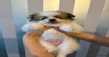 Pomeranian dogs - Advert 6