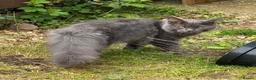 Maine Coon cats for sale: Maine Coon kittens - Advert 10