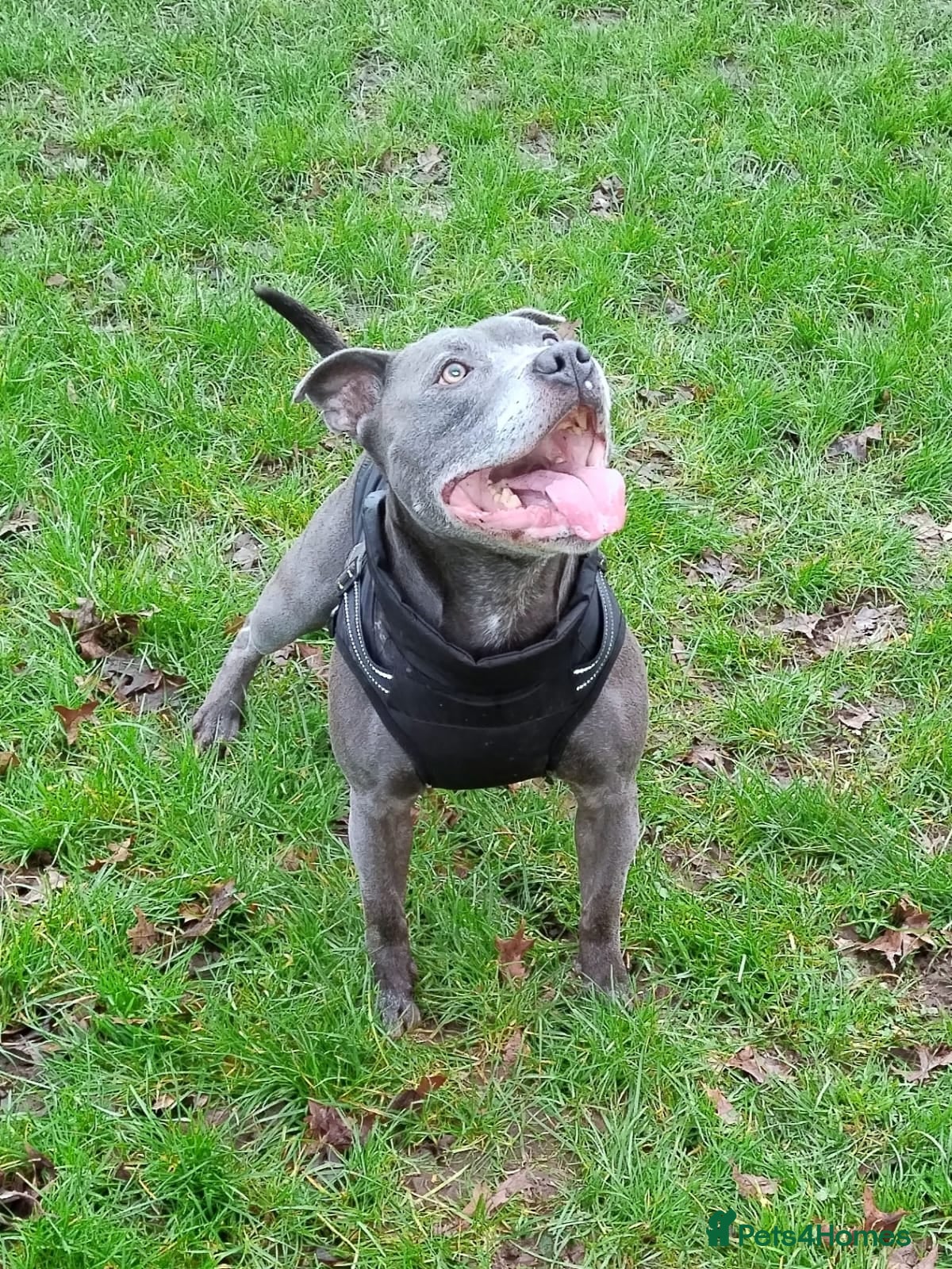 Staffordshire Bull Terrier dogs Beautiful Blue Brindle Staffordshire Bull Terrier in Poulton-le-Fylde - Advert 8