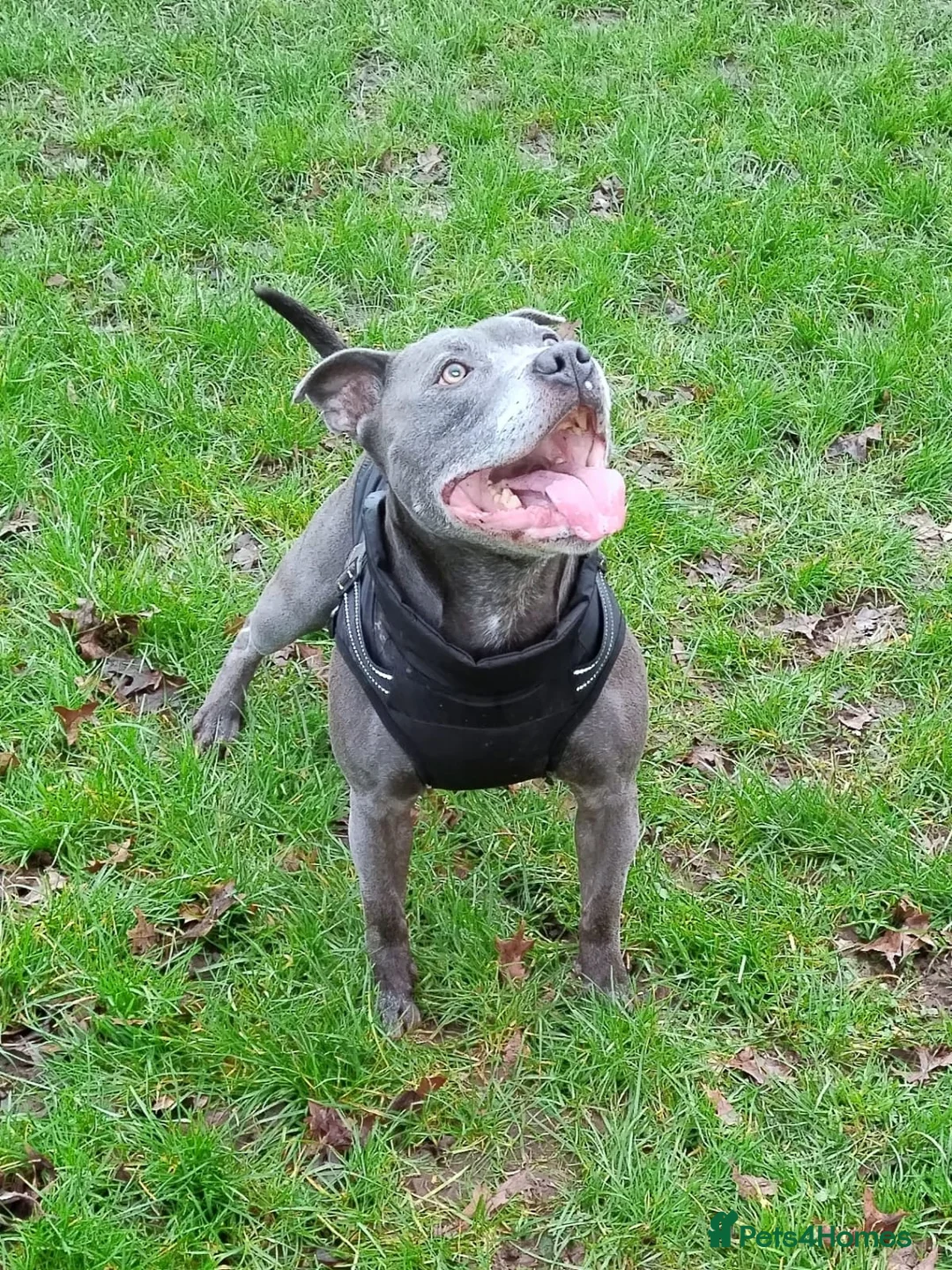 Staffordshire Bull Terrier dogs for stud: Beautiful Blue Brindle Staffordshire Bull Terrier in Poulton-le-Fylde - Advert 1