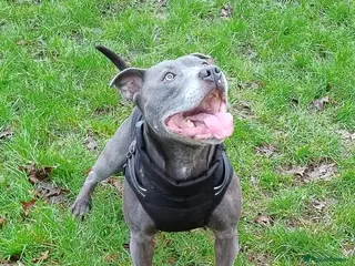 Staffordshire Bull Terrier dogs Beautiful Blue Brindle Staffordshire Bull Terrier in Poulton-le-Fylde - Advert 8