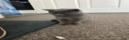 British Shorthair cats for sale: British Shorthair  - Advert 4