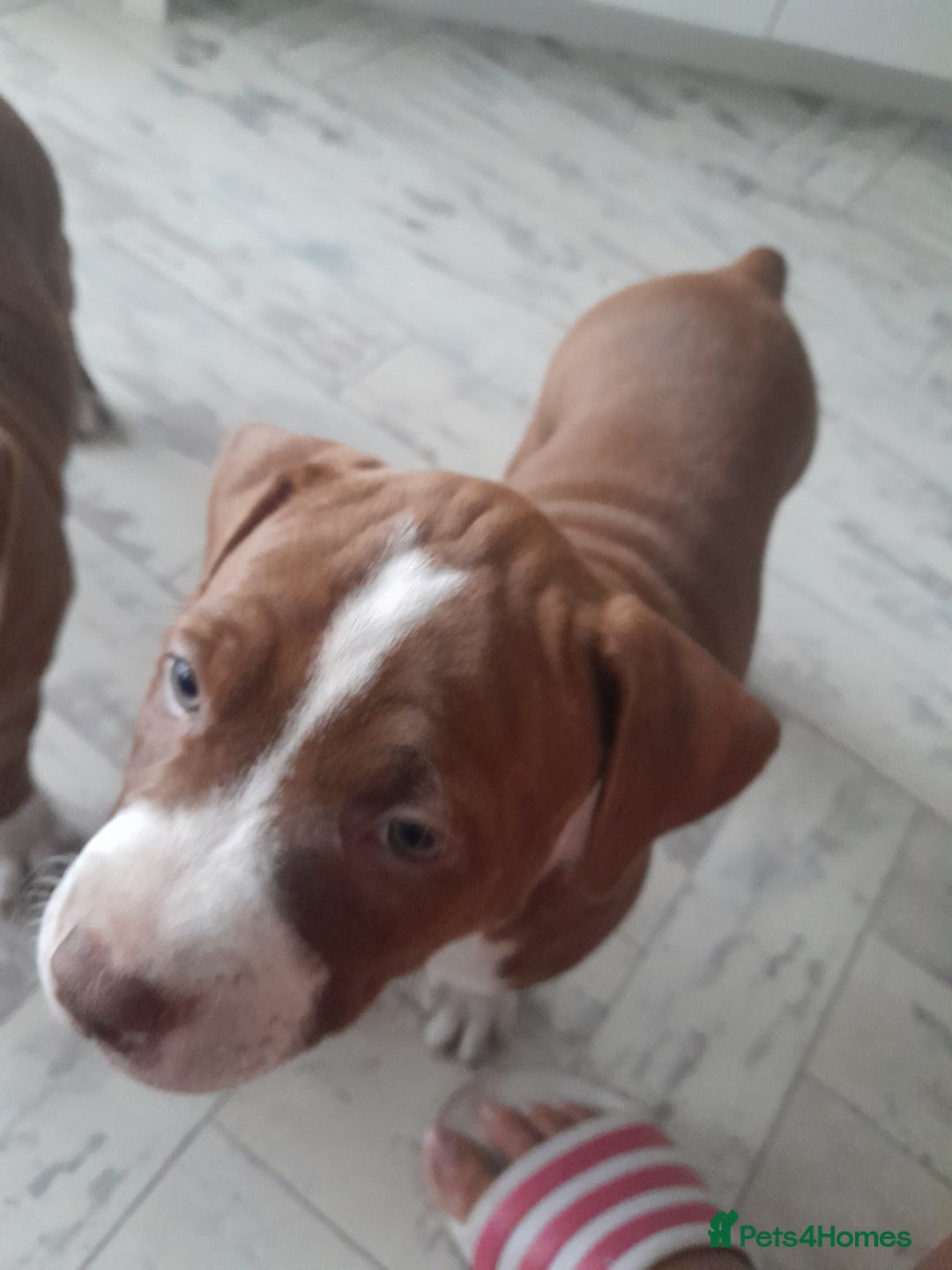 American Bull Staffy dogs for sale: Exceptional  - Image 7