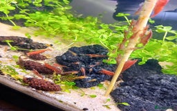 Plecos fish for sale: Super Red Plecos! + Shrimp - Image 1