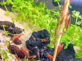 Plecos fish Super Red Plecos! + Shrimp - Advert 6