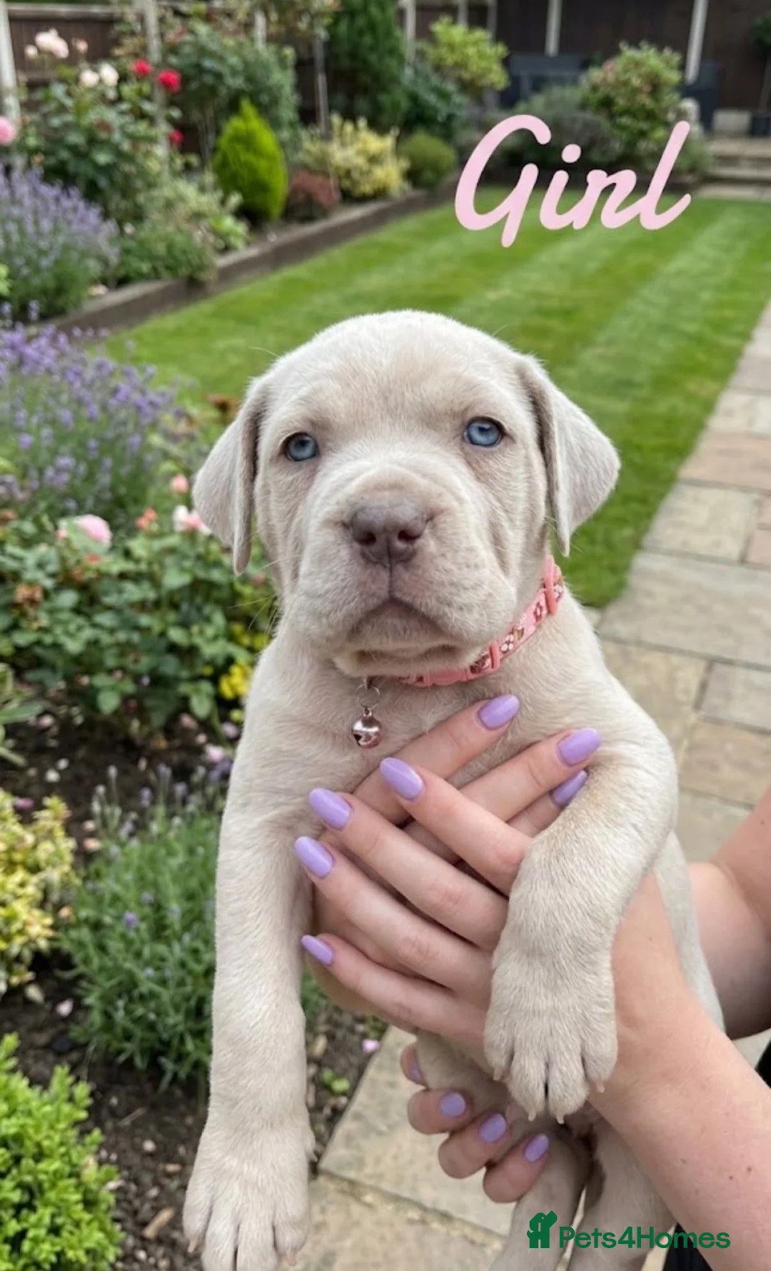 Cane Corso dogs for sale: Stunning Cane Corso Puppies for Sale - Advert 15