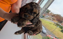 Cockapoo dogs for sale: F1 Toy Cockapoos - Image 30
