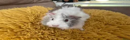 Guinea Pig rodents for sale: Gorgeous baby Guinea Pigs - Advert 13