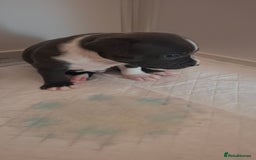 Staffordshire Bull Terrier dogs for sale: Blue Staffordshire bull terrier puppies  - Image 12
