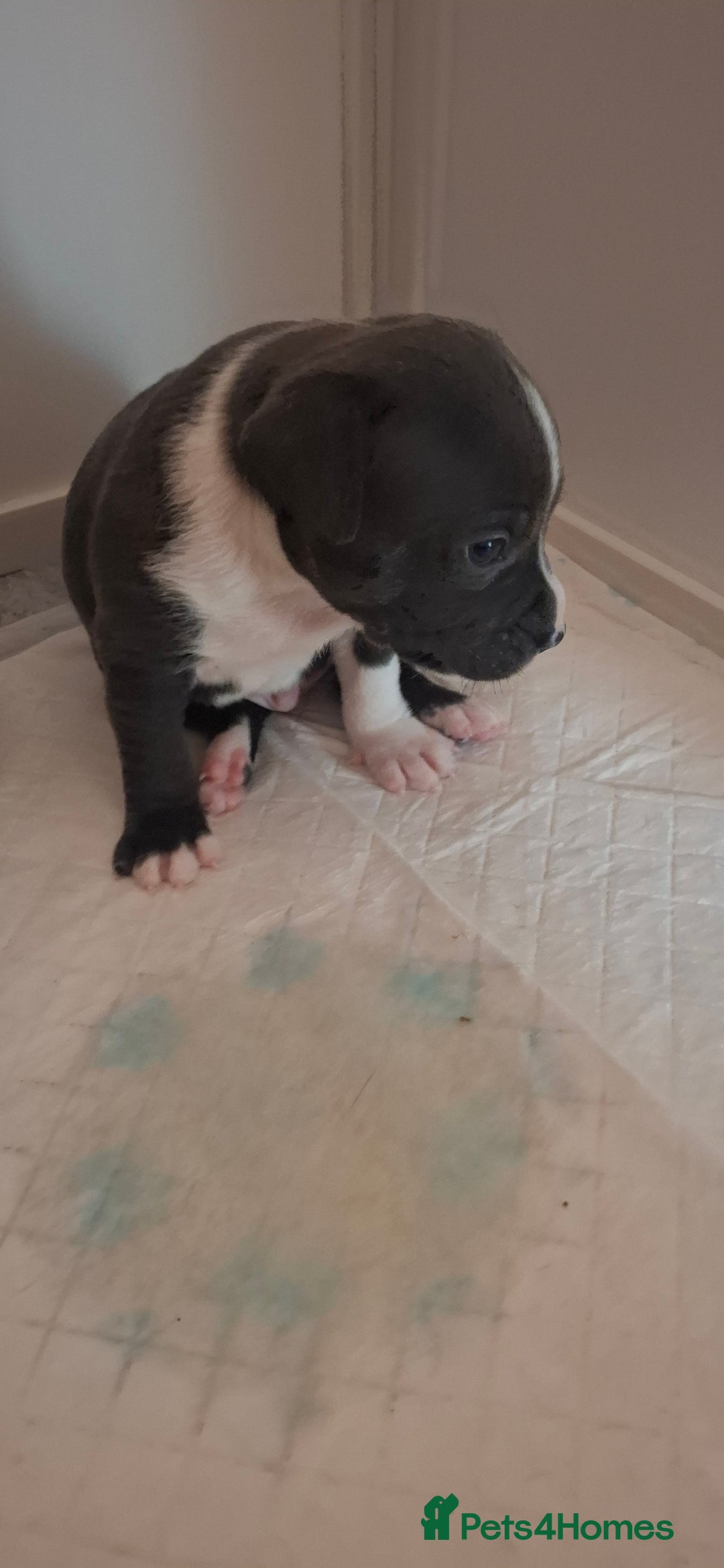 Staffordshire Bull Terrier dogs for sale: Blue Staffordshire bull terrier puppies  - Image 12