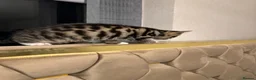 Mixed Breed cats for sale: Yohghj - Advert 1