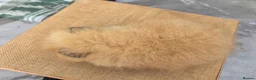 Guinea Pig rodents for sale: 2 swiss boars - Advert 3