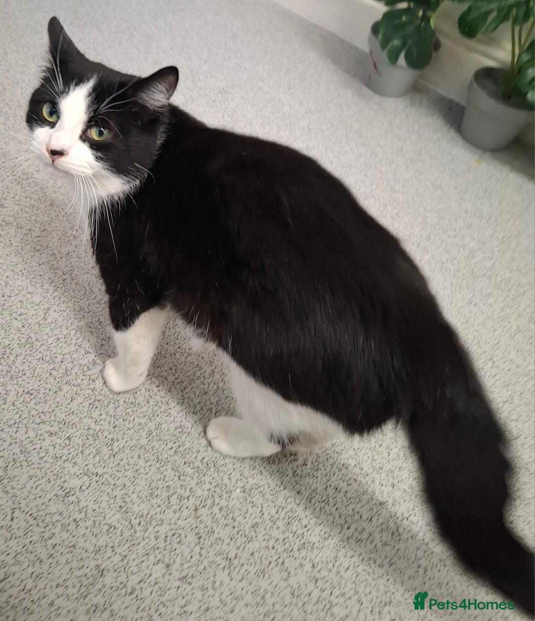 Mixed Breed cats for sale: Playful Kitten - Advert 3