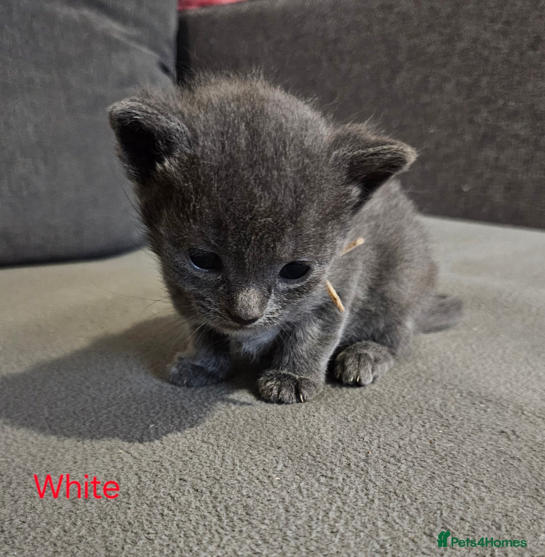 Russian Blue cats for sale: 🐾 last two girls Russian Blue Kittens 🐾 - Advert 13