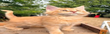 Maine Coon 6