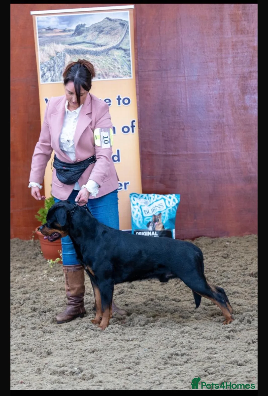 Rottweiler dogs for stud: Romanian Junior Champion Rottguardian Igor - Advert 1