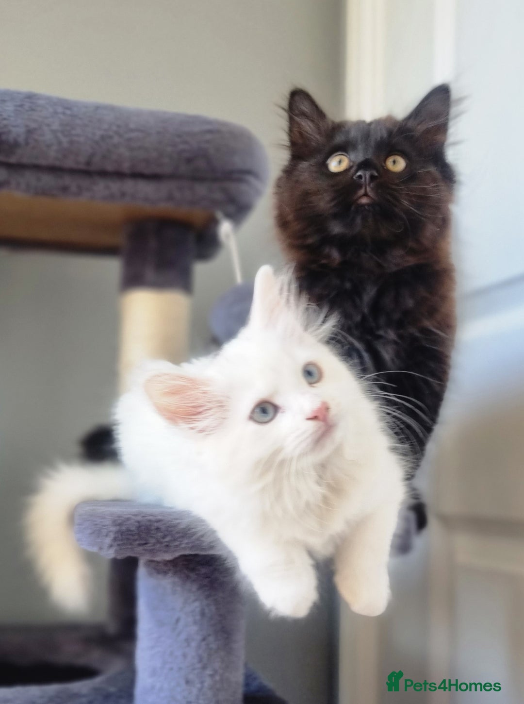 Mixed Breed cats for sale: Cute kittens - Image 7
