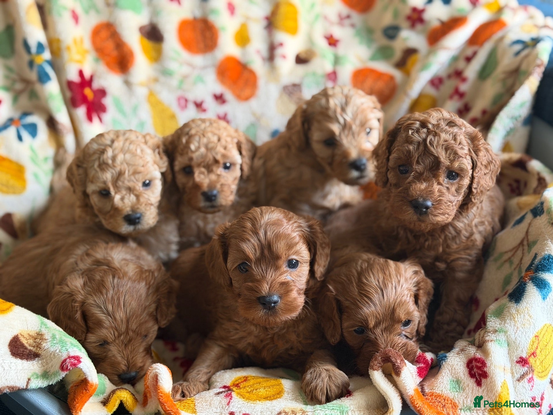 Cavapoo dogs F2B Home reared Cavapoo Puppies - Advert 1