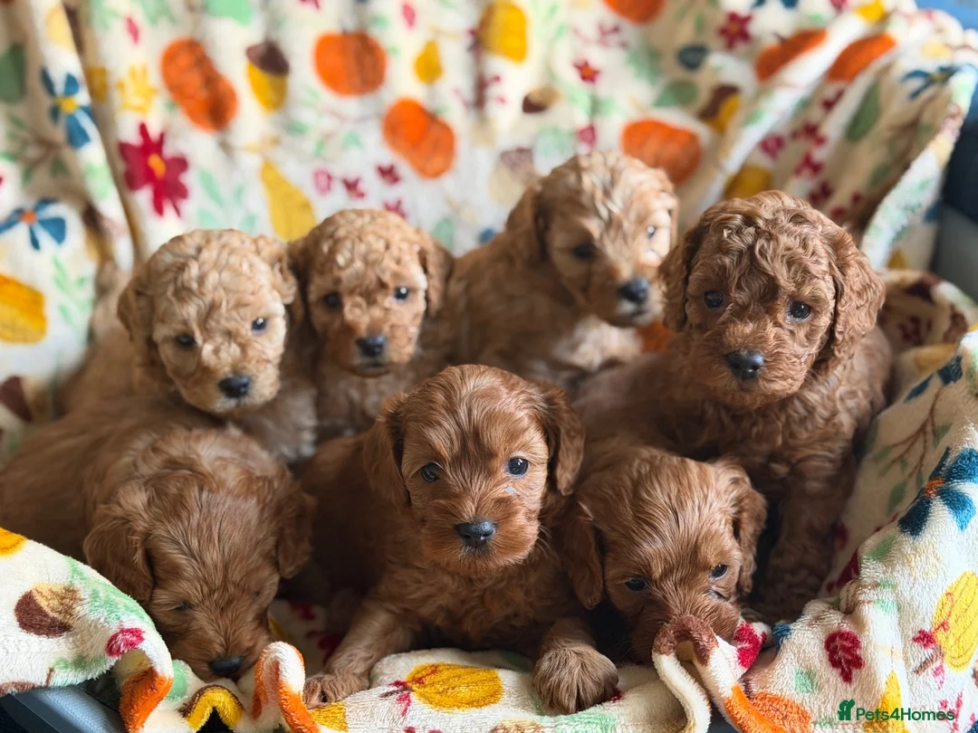 Cavapoo dogs for sale: F2B Home reared Cavapoo Puppies in Maldon - Advert 1