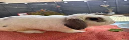 Lionhead rabbits for sale: Lion head rabbit  - Advert 2