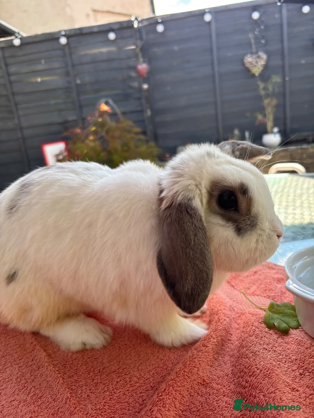 Lionhead rabbits for sale: Lion head rabbit  - Advert 2