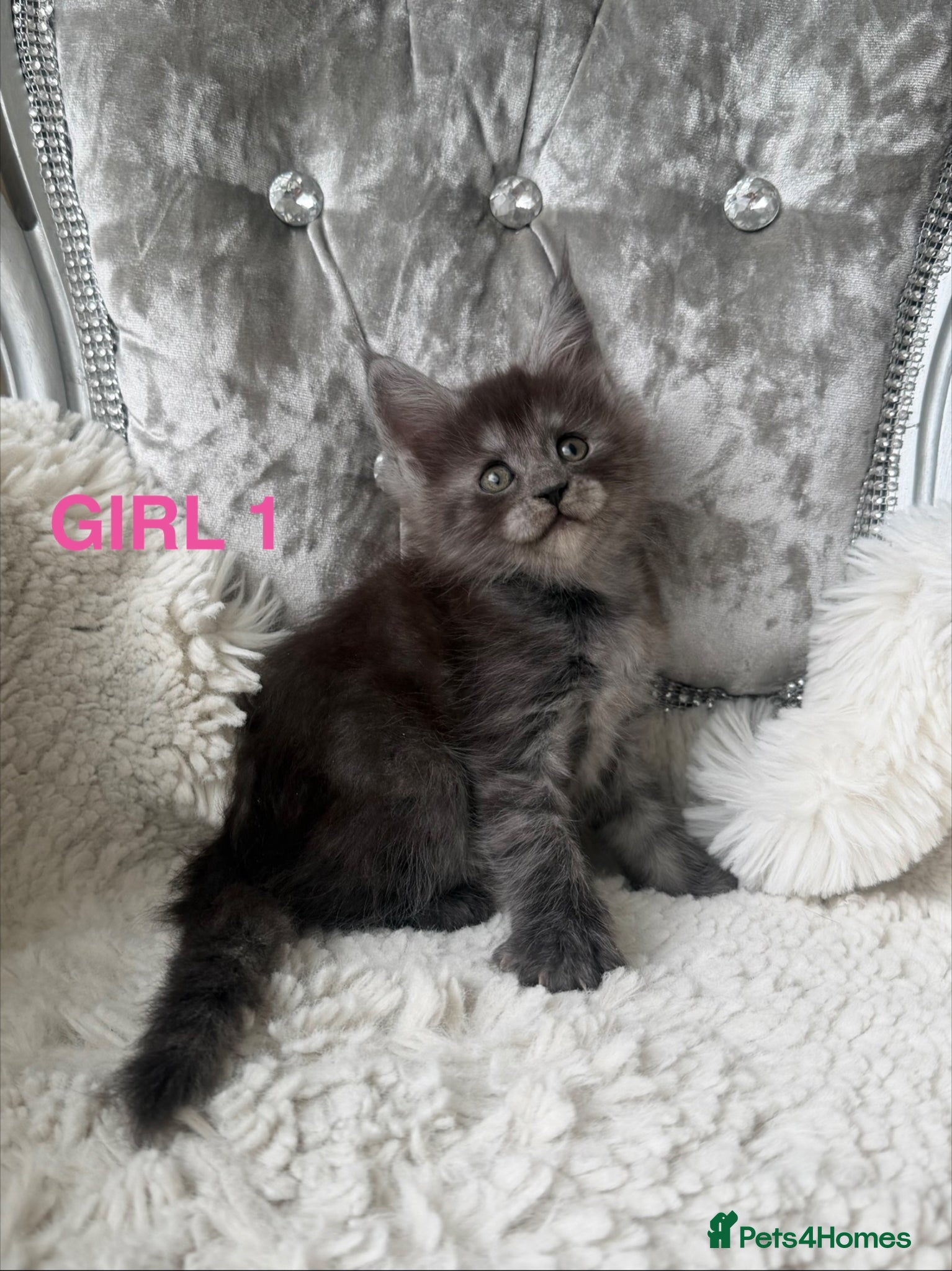 Maine Coon cats Only 5 left. SHOW QUALITY MAINE COON KITTENS  - Advert 1