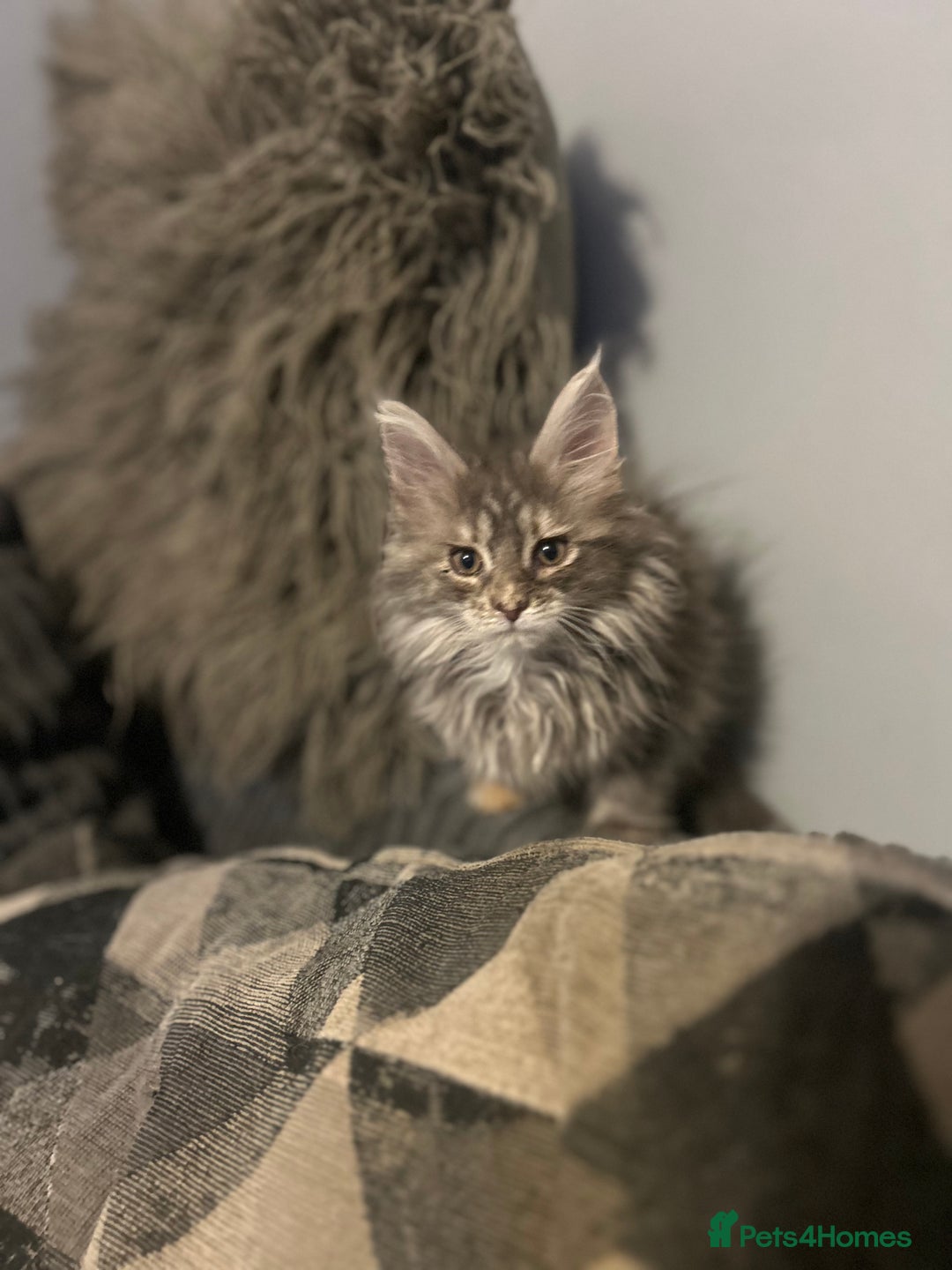 Maine Coon cats for sale: Gorgeous bundles of fluff n mischief  - Image 18