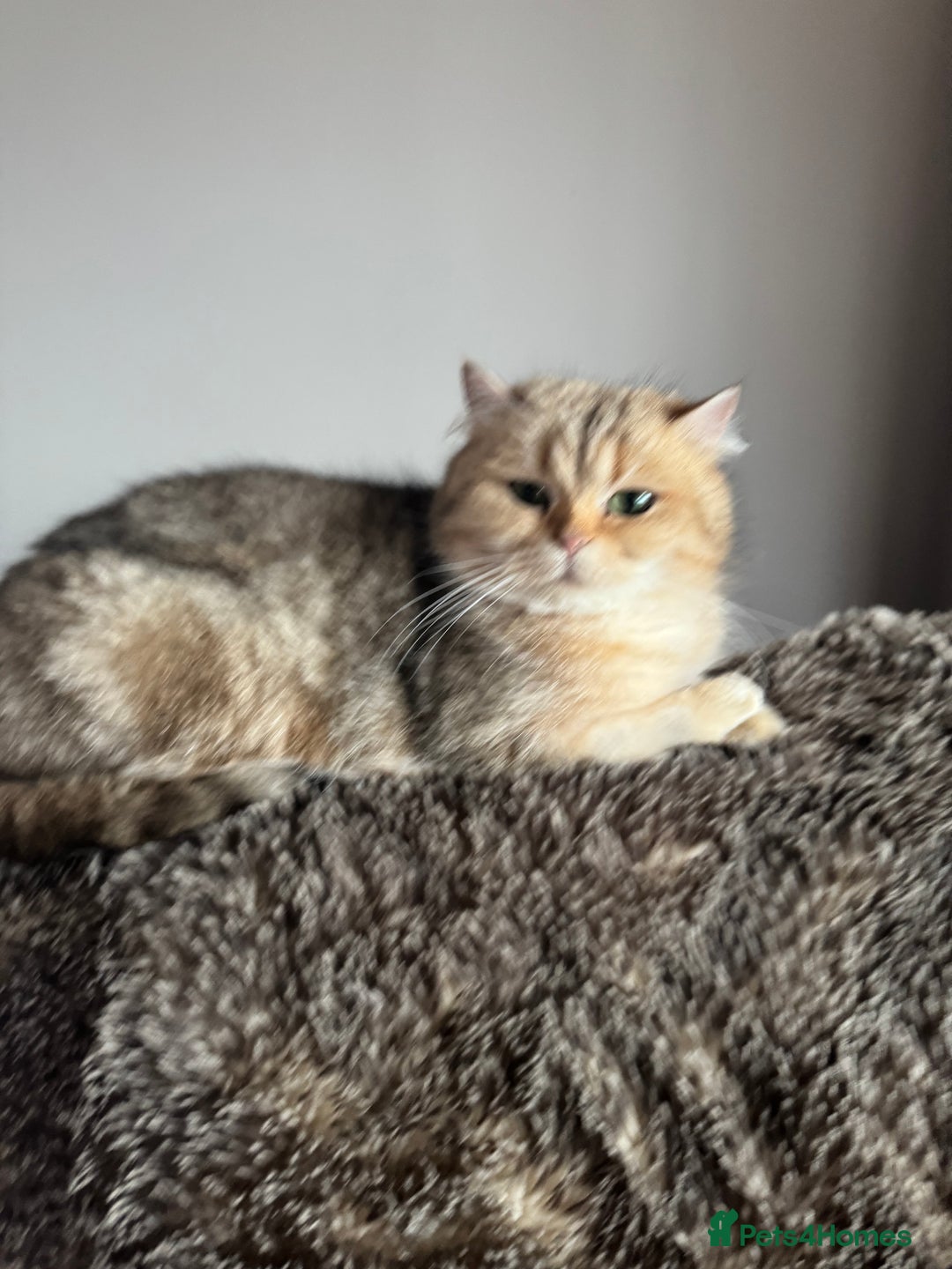 British Shorthair cats for sale: Black Golden Shaded Torbie - Image 5