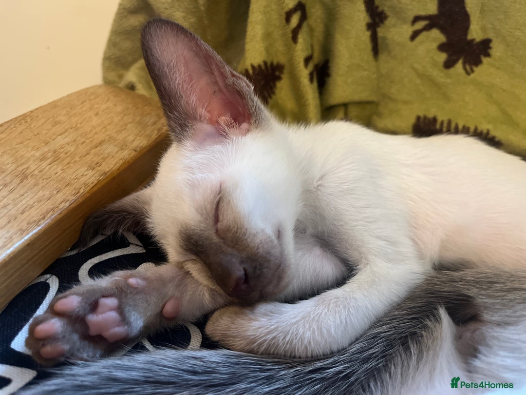 Siamese cats for sale: Stunning Siamese Kittens - Champion Bloodlines - Advert 4