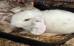 Mini Lop rabbits for sale: Mini Lop Baby Boys - Image 10