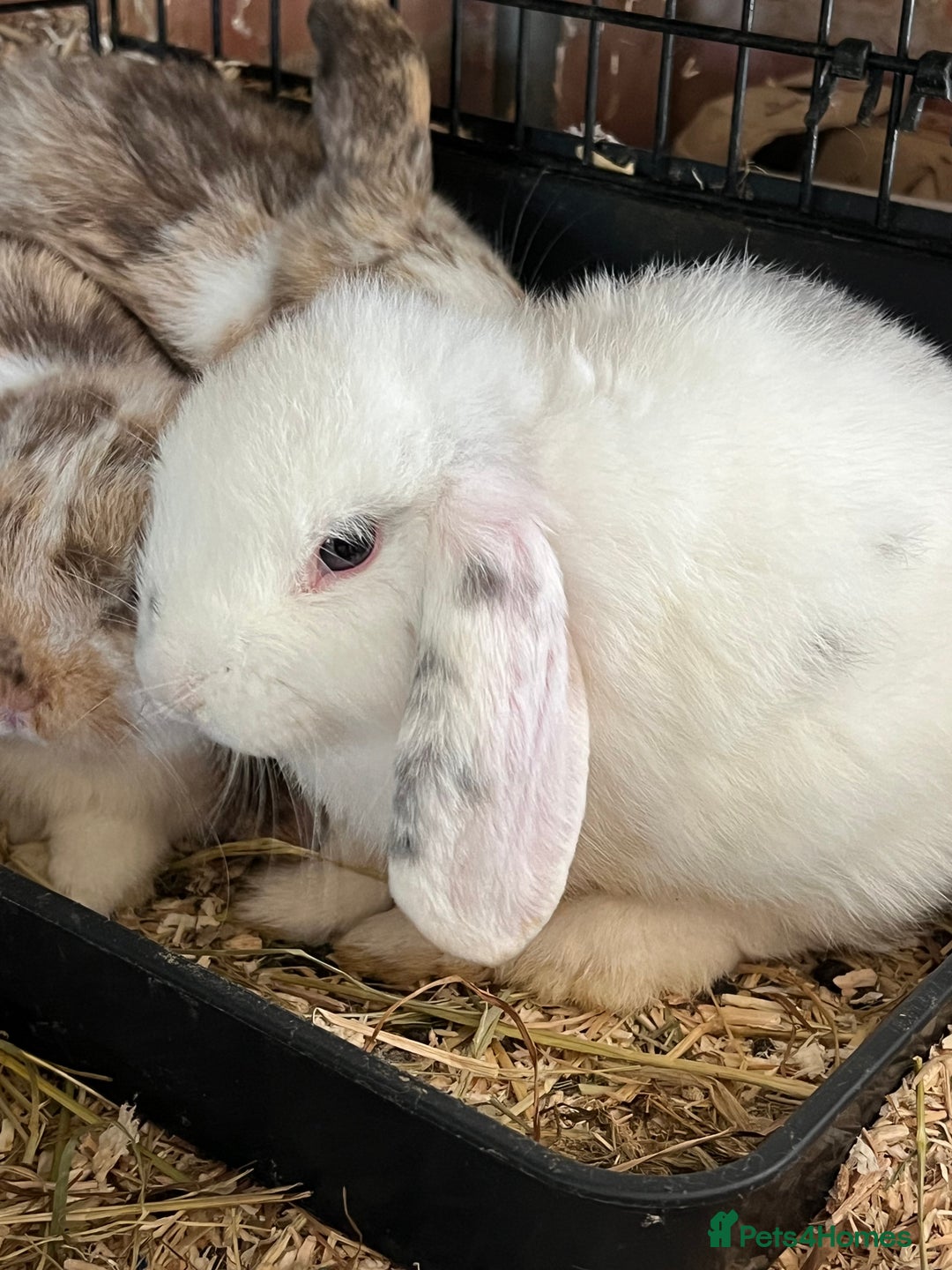 Mini Lop rabbits for sale: Mini Lop Baby Boys - Image 10