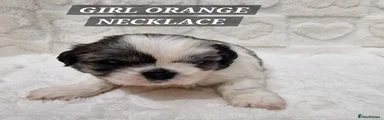 Shih Tzu Puppy Orange Collar